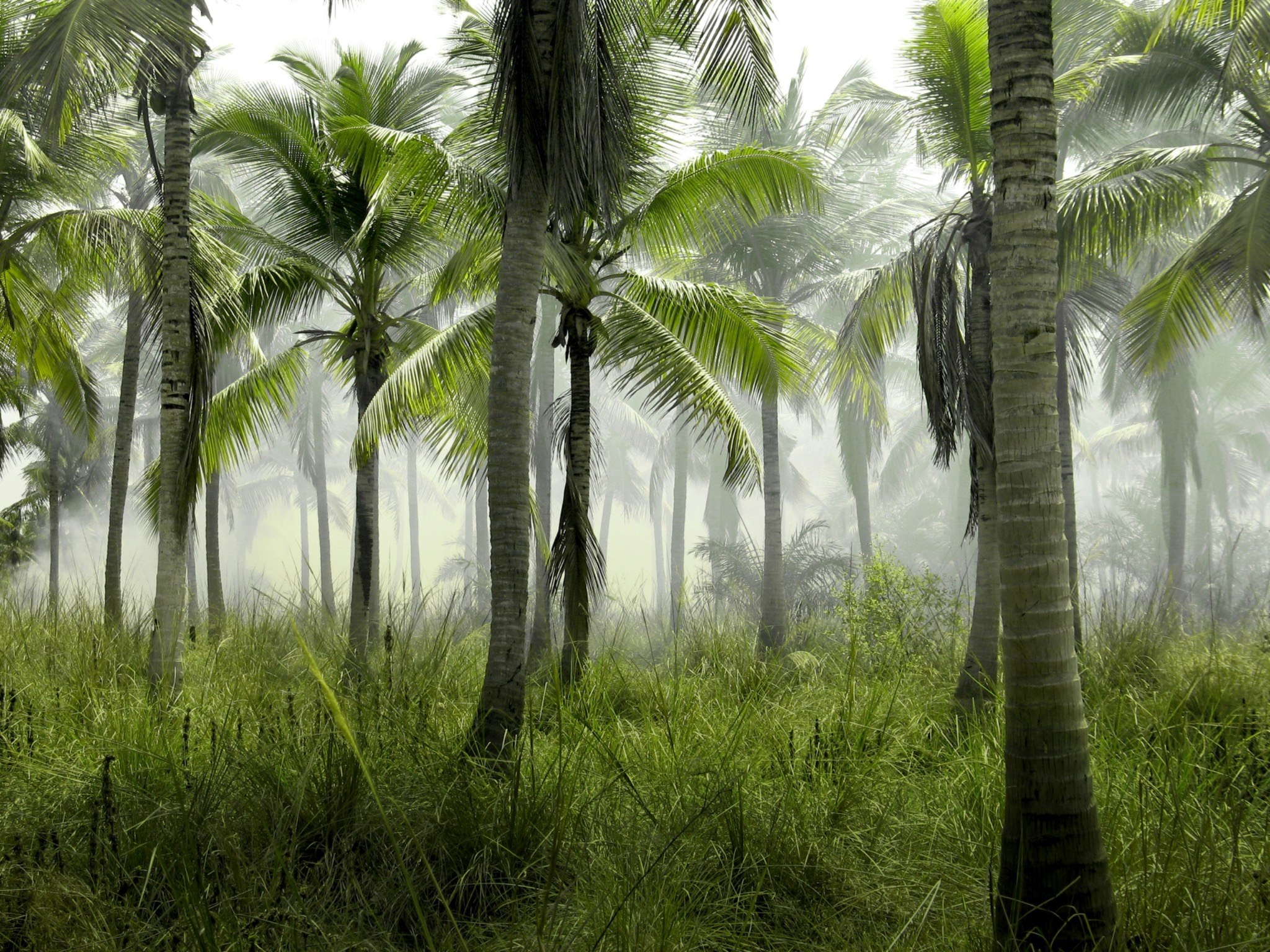 Palm Retreat wall mural – LH Lifestyle